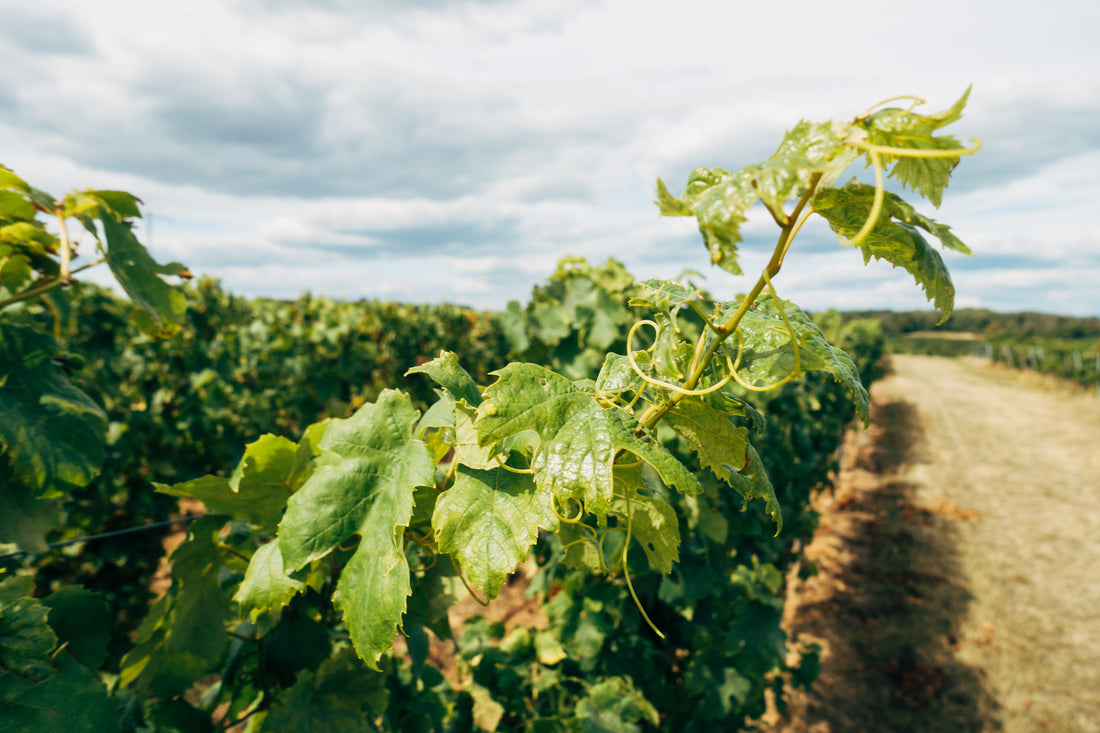 A vine reaching towards the Kalahari sun