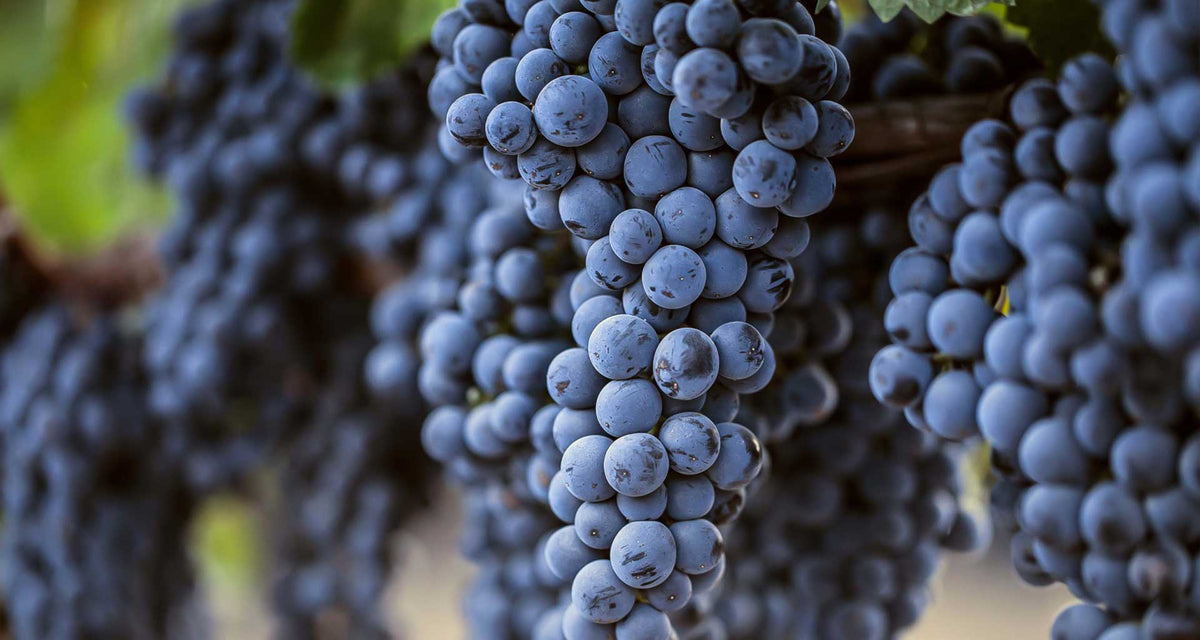 Ripe Shiraz grapes on the vine in the Green Kalahari