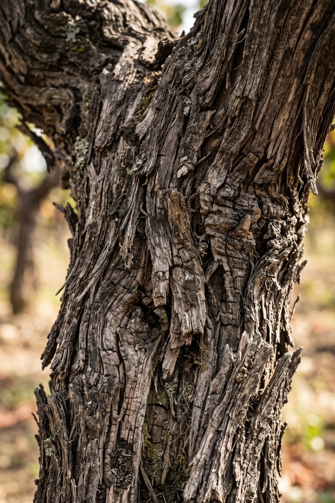 Old vines on the estate at Dyasonsklip