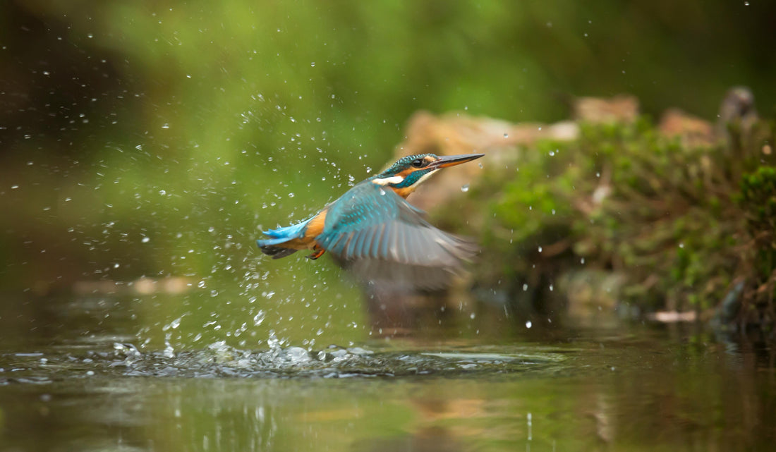 Bird Watching