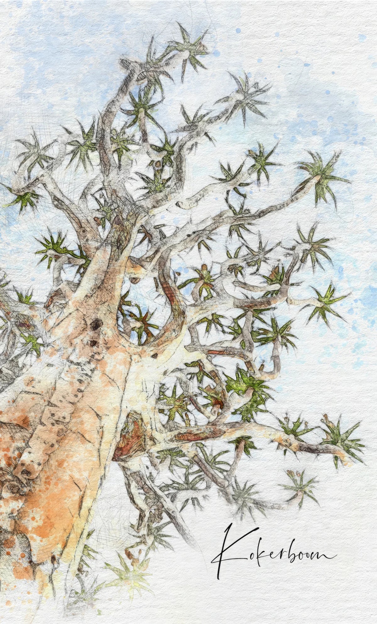 Kokerboom Semi-Sweet White Wine, label artwork