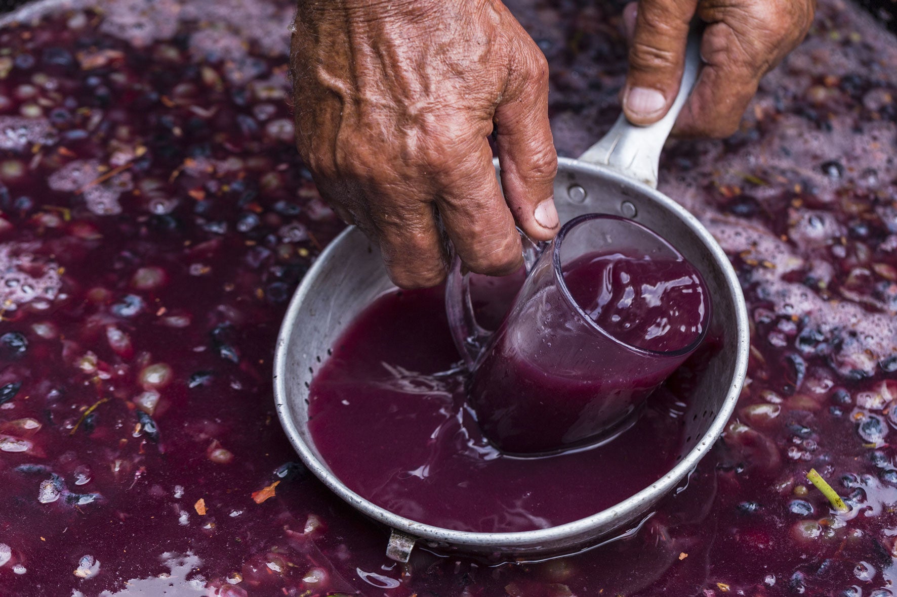 Freshly pressed Shiraz grape juice during winemaking at Bezalel Wine & Brandy Estate.