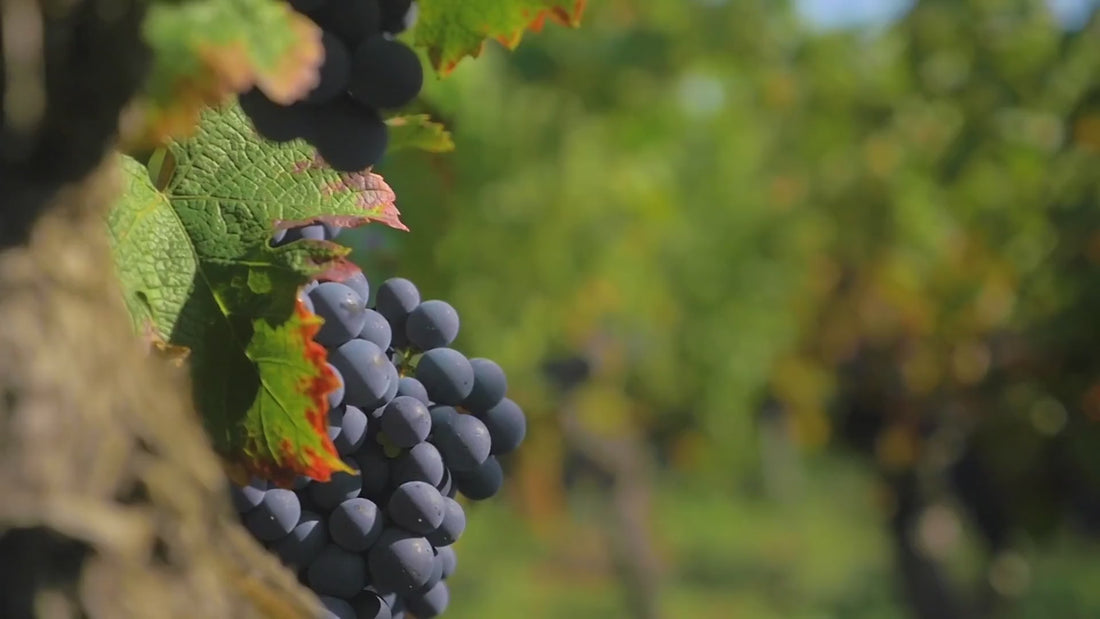 Video of wine and brandy production at Bezalel Estate near Upington in the Northern Cape of South Africa